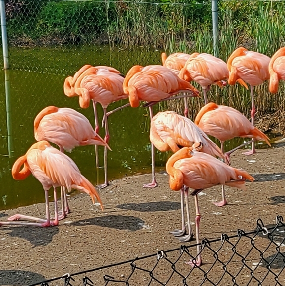 Meet your Posher, Simisola - Picture 1 of 1